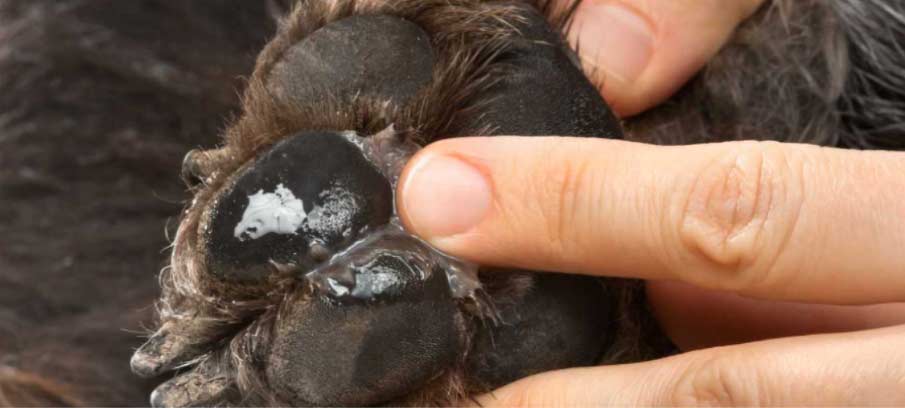 how do dogs paw pads heal