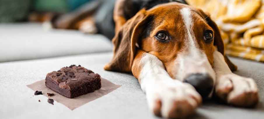 are brownies bad for dogs
