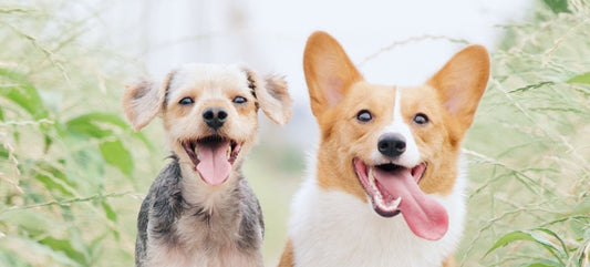 CBD Oil for Dogs: Benefits