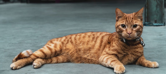 CBD for Pancreatitis in Cats