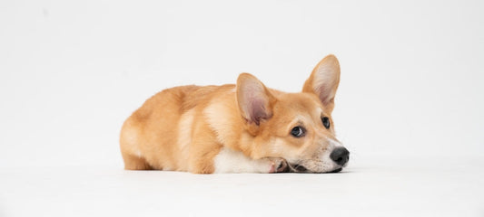 CBD for Pancreatitis in Dogs