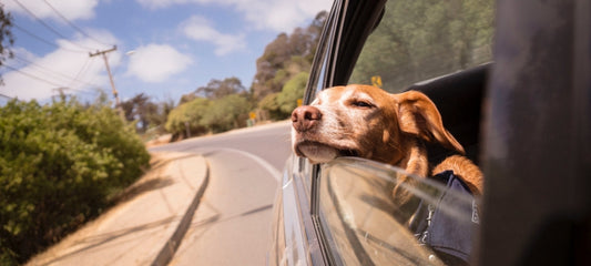 CBD for Dog Car Sickness