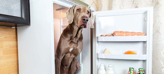 4 Reasons CBD Can Work for Dogs Appetite