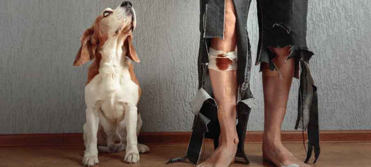 cbd-for-aggressive-dogs