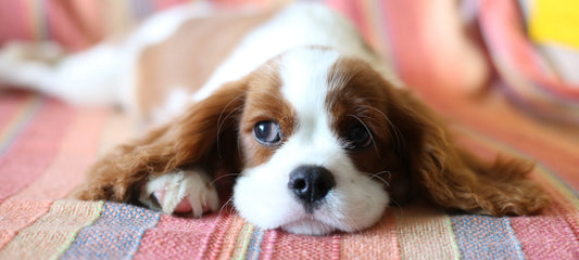 Comprehensive Guide: Is There an Alternative to Neosporin for Dogs?