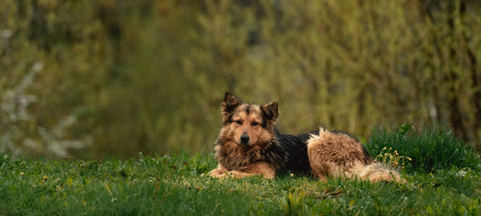 Alternative to Omeprazole for Dogs: Exploring Other Options