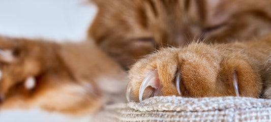 Alternatives to Declawing a Cat
