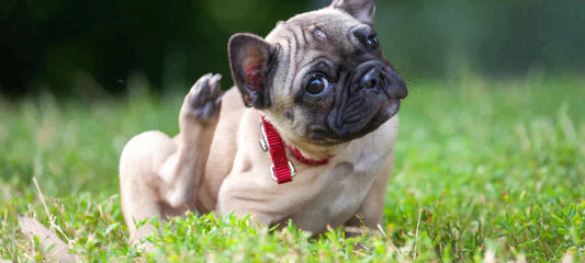 alternative-to-apoquel-for-dogs-side-effects