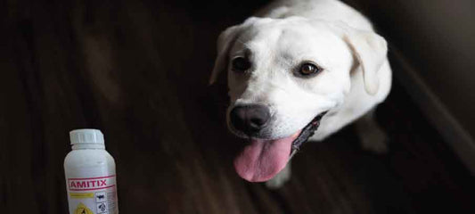 amitix-for-dogs-use-safety-dosage-and-alternatives