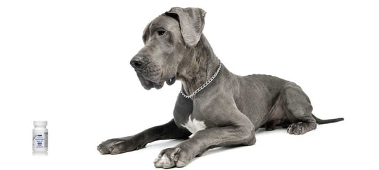 side-effects-of-azathioprine-for-dogs-dosage