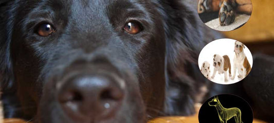 biotin-for-dogs-benefits-dosage-and-side-effects