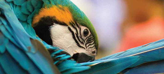 feather-plucking