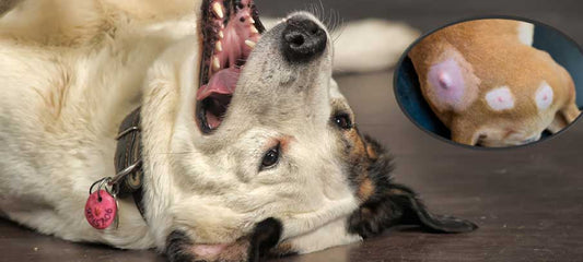 Bumps on dog's back? Here's what they might be.
