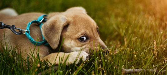 can cbd increase anxiety in dogs