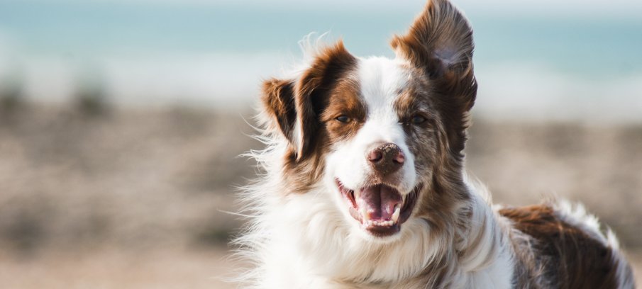 Can CBD Oil Shrink Lipomas in Dogs?