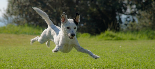 Carprofen For Dogs: Dosage, Side Effects, And Risks