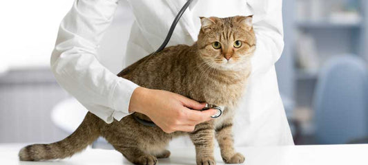 cat aggression medication