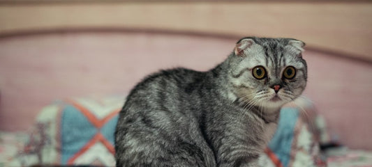 Cat Anti-Depressants: Understanding Feline Depression and Treatment Options