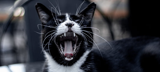 Home Remedies for Cat Mouth Sores