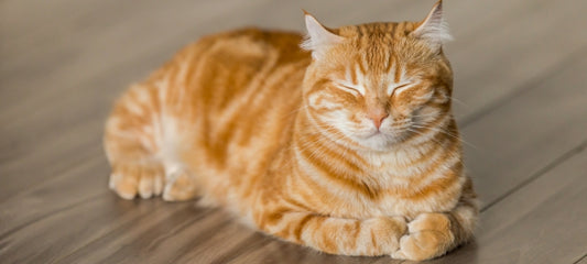 Cat Seizures (Everything You Need To Know)