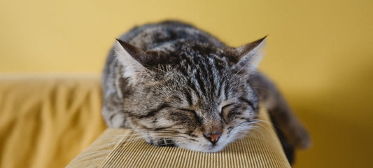 cat seizure while sleeping
