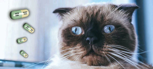 anxiety-meds-for-cats