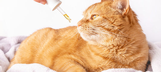 CBD for Cats: Benefits