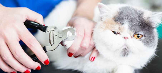 the-best-way-to-restrain-a-cat-to-clip-its-nails