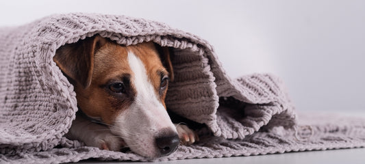 cbd dog treats for anxiety