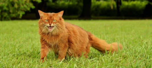 CBD for aggressive cats