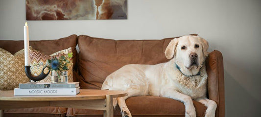 CBD for Dogs with Epilepsy