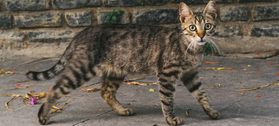 CBD For Cat Seizures: An In-depth Guide