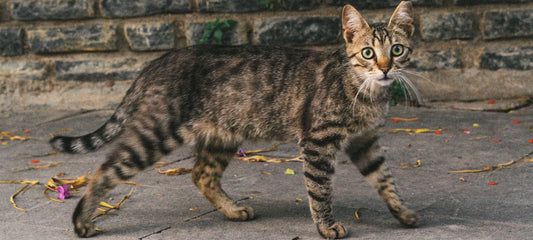 CBD For Cat Seizures: An In-depth Guide