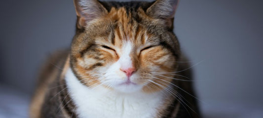 Enhance Your Cat's Sleep Naturally: The Benefits of CBD Oil