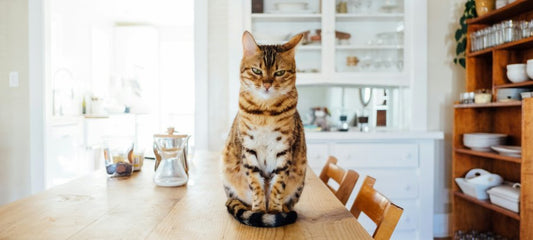 CBD for cat stress