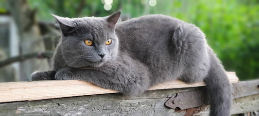 CBD for a Cat in Heat