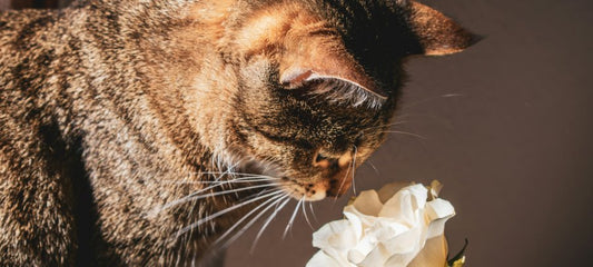CBD for cats with allergies
