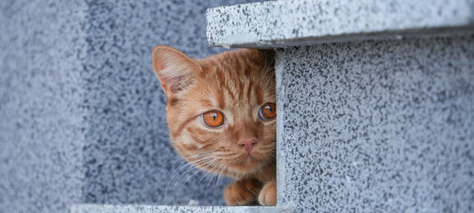 CBD for cats with FIC: How it Can Help