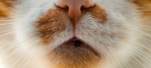 CBD for Cats with Gingivitis