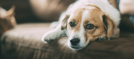 A Natural Solution for Dog Allergies: CBD