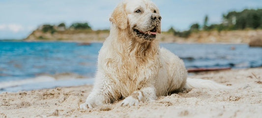CBD for Dogs with an ACL or CCL injury