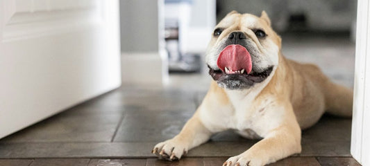 Cbd for Dogs with IBD