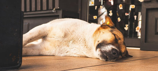 CBD for Dogs with Laryngeal Paralysis