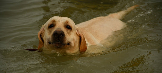 cbd for kidney disease in dogs