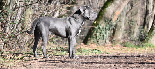 CBD for large dogs