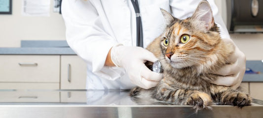 CBD for cats with mange
