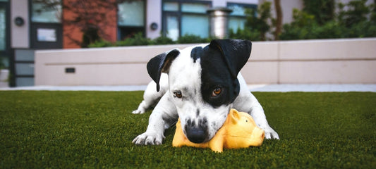 puppy teething