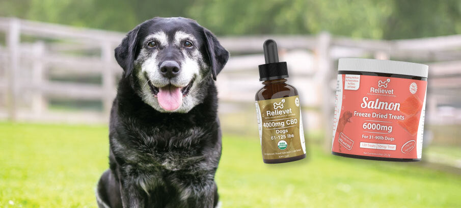 CBD for Senior Dogs