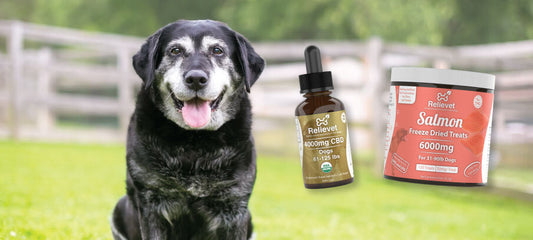 CBD for Senior Dogs