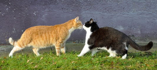 How to Introduce Cats to Each Other or Other Animals With Help from CBD